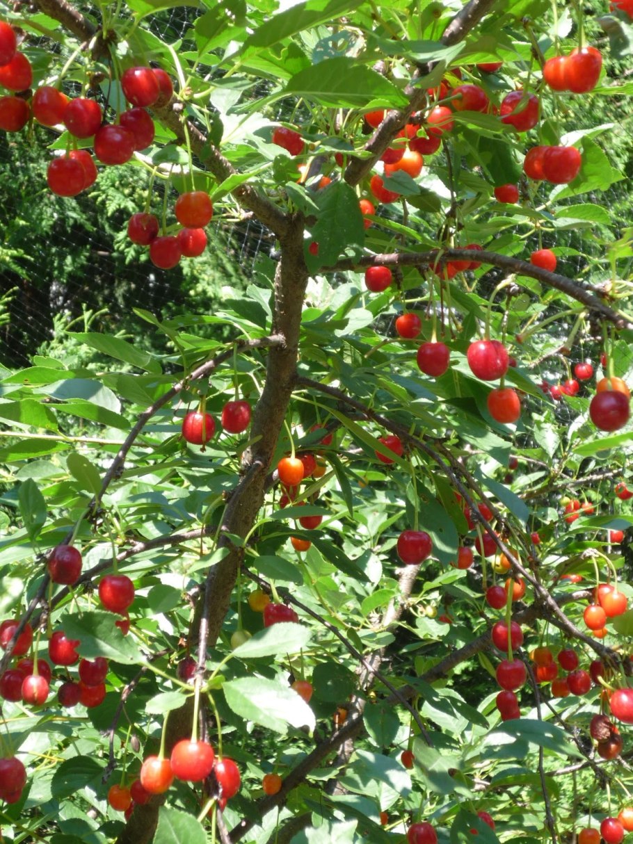 Эмлерия вишнеподобная