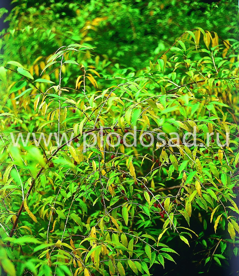 Кустарники плодовые