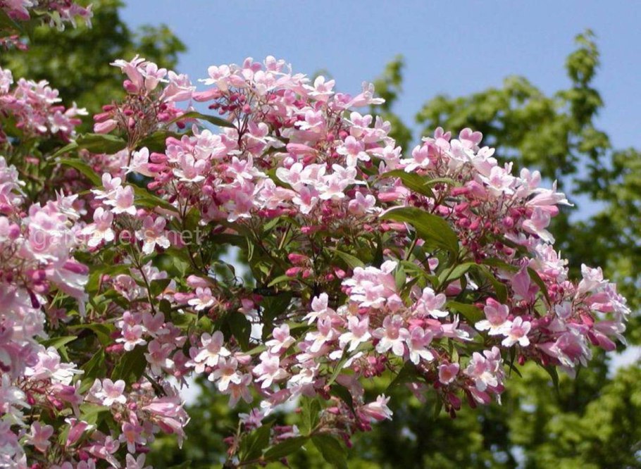 Восковница Myrica rubra