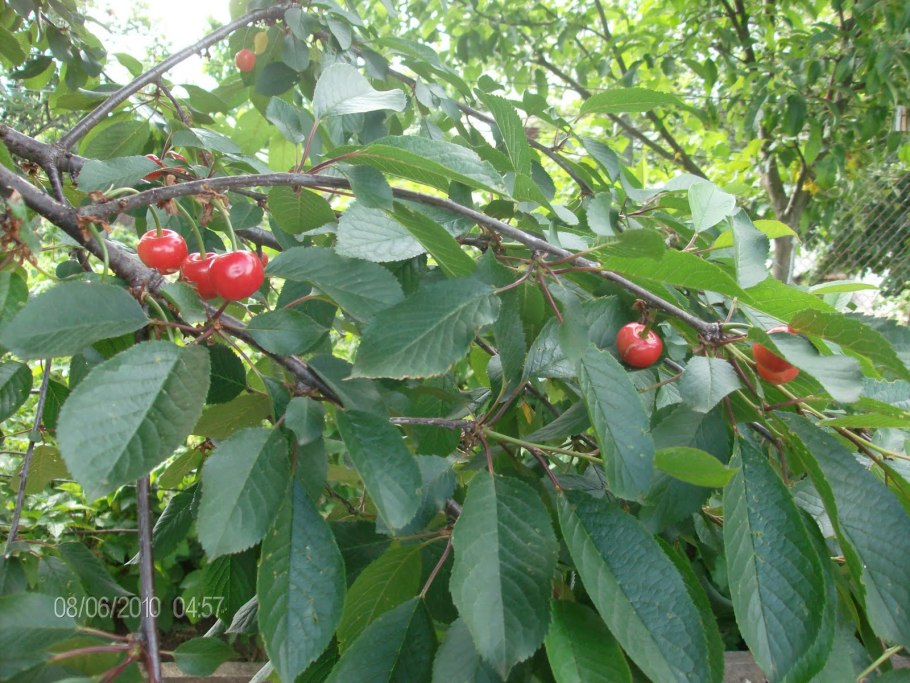 Принсепия китайская косточки