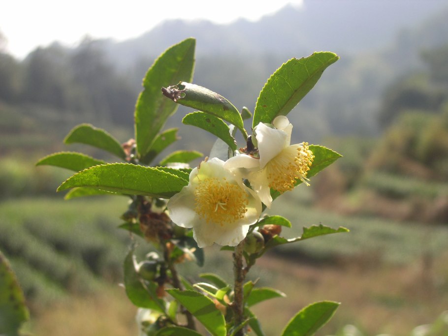Саженцы вишня Эванс Бали