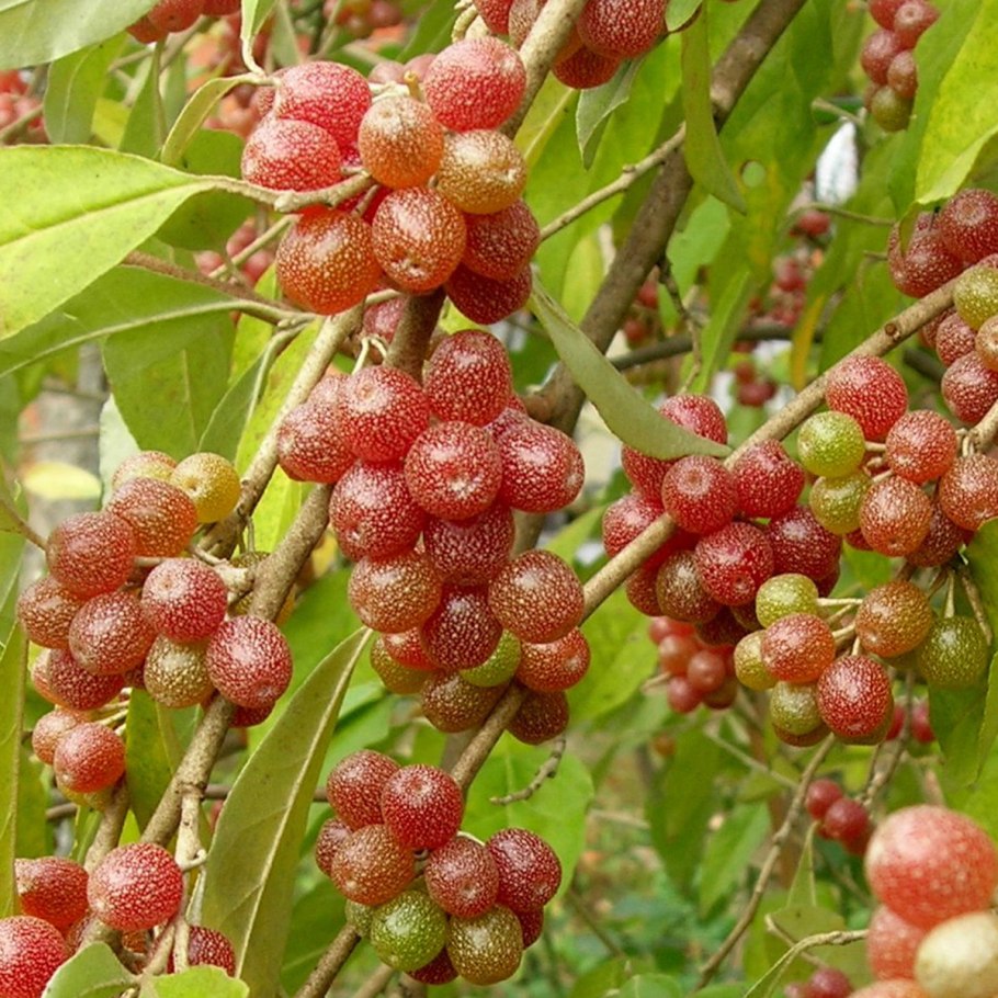 Elaeagnus umbellata