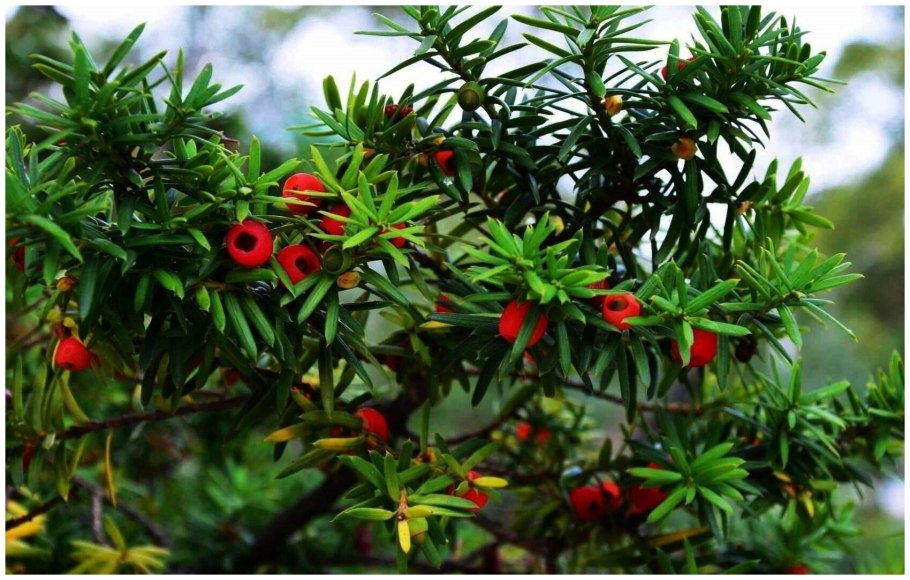 Тис остроконечный taxus cuspidata