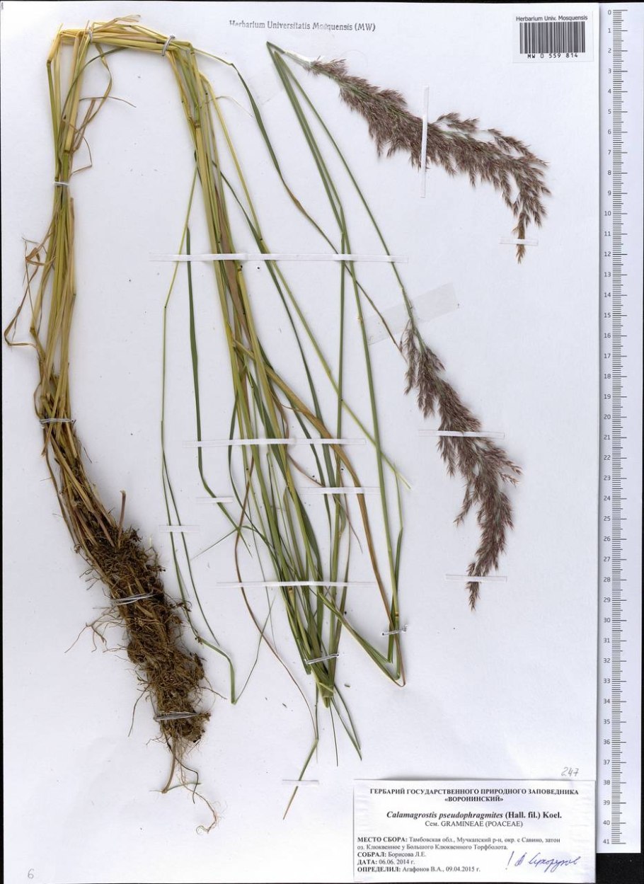 Вейник лангсдорфа