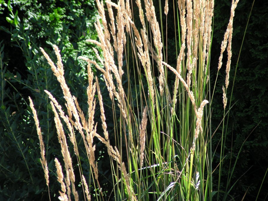 Мискантус вейник