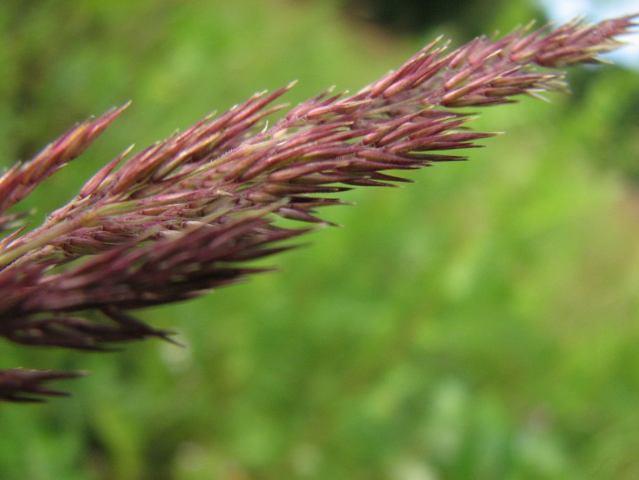 Тростник phragmites australis