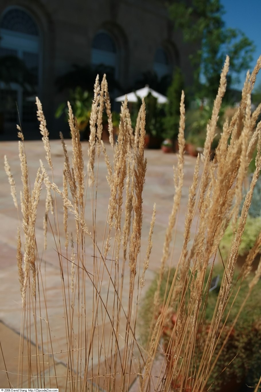 Вейник остроцветковый карл форстер