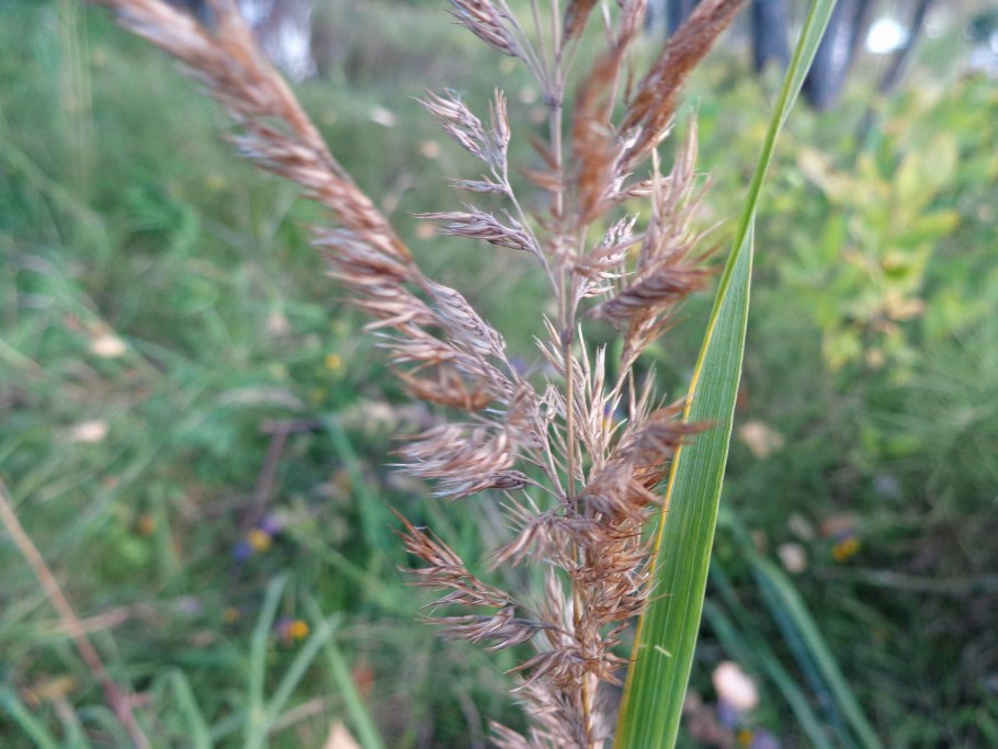 Вейник коротковолосистый