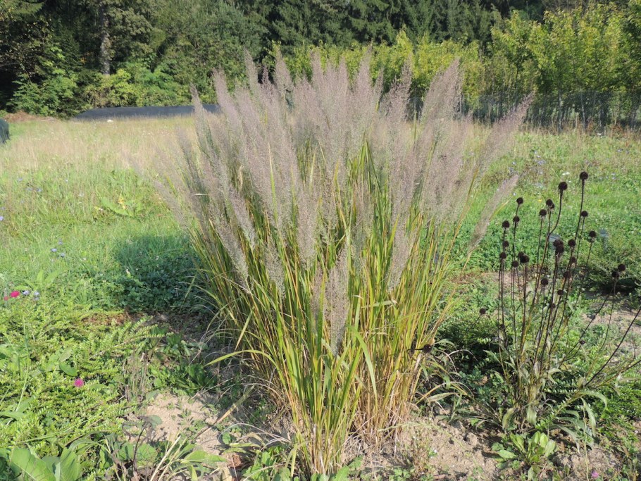 Вейник тростниковый