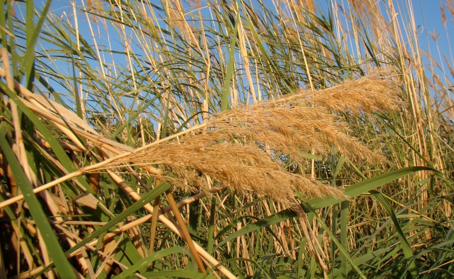 Тростник южный phragmites australis