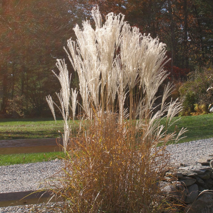 Мискантус ундин