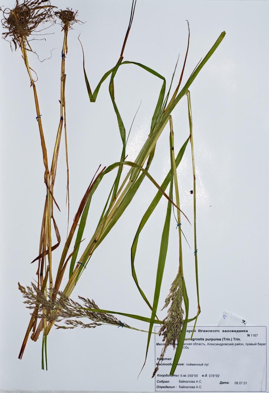 Пырейник длинноколосый