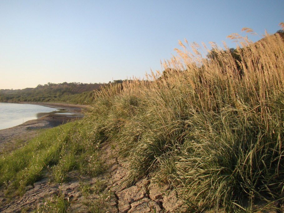 Финский залив тростник берег