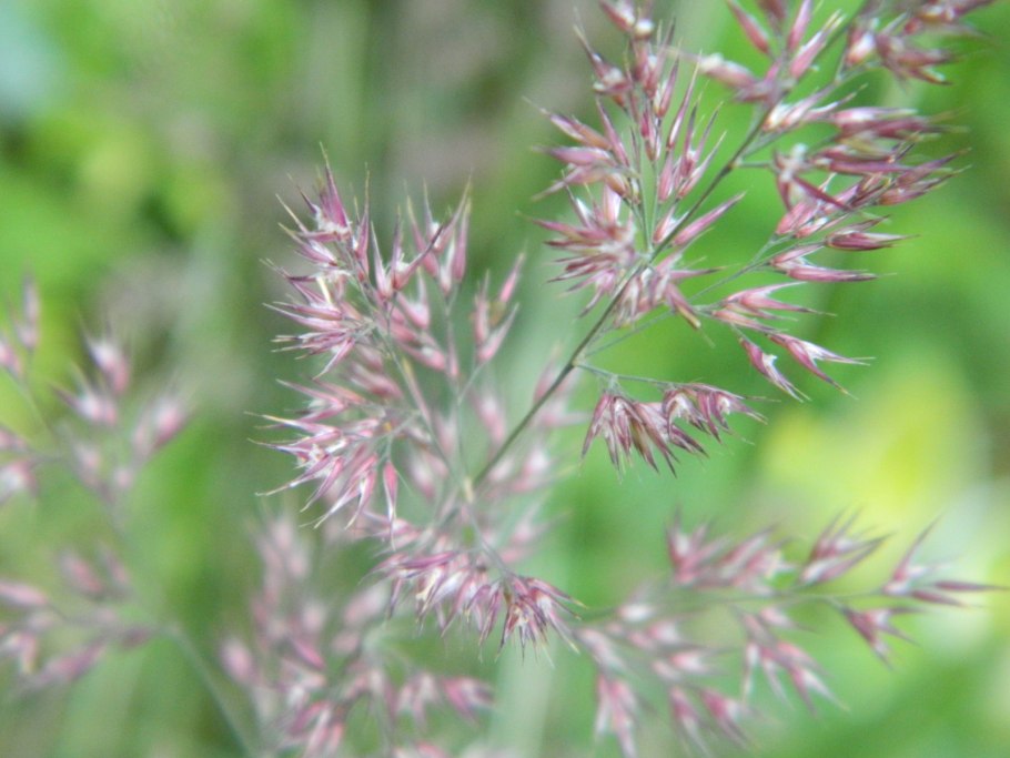 Вейник лангсдорфа