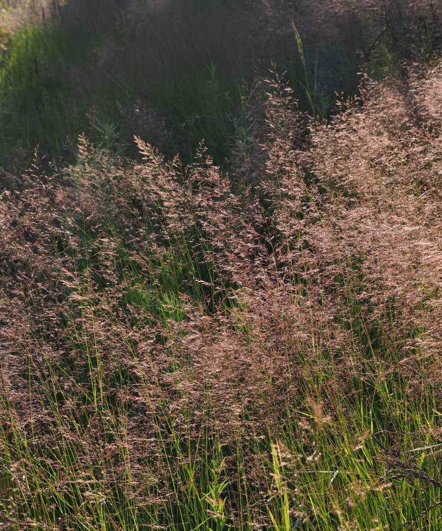 Полевица волосовидная