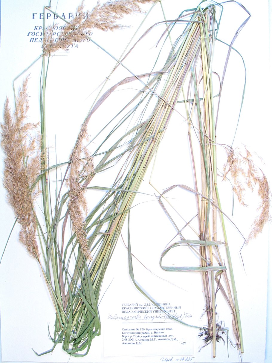 Вейник лангсдорфа (calamagrostis langsdorffii)