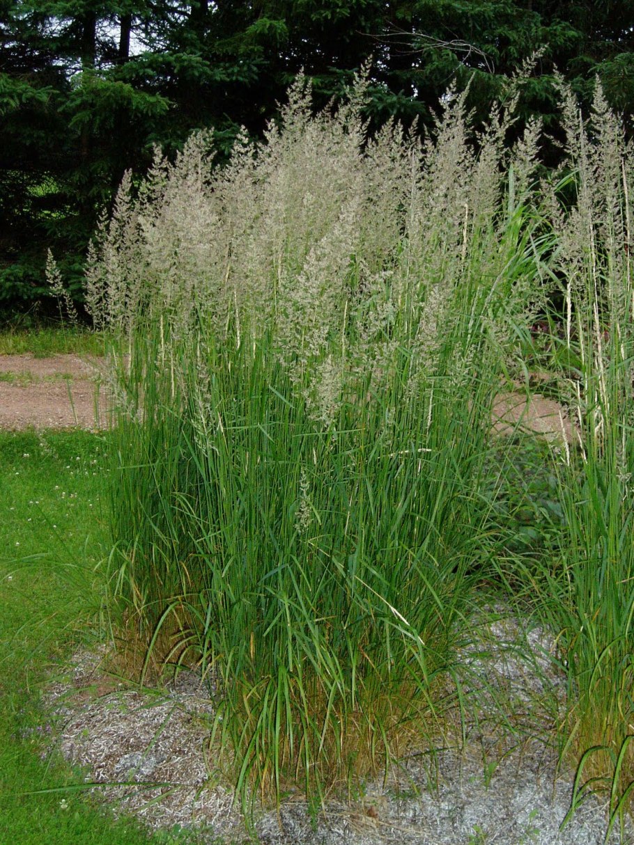 Calamagrostis arundinacea