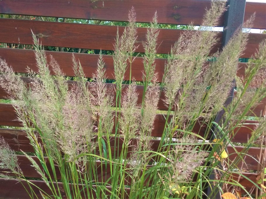 Вейник коротковолосистый