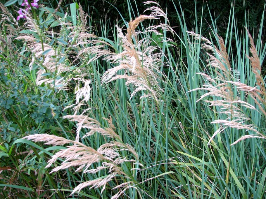 Мискантус китайский gracillimus