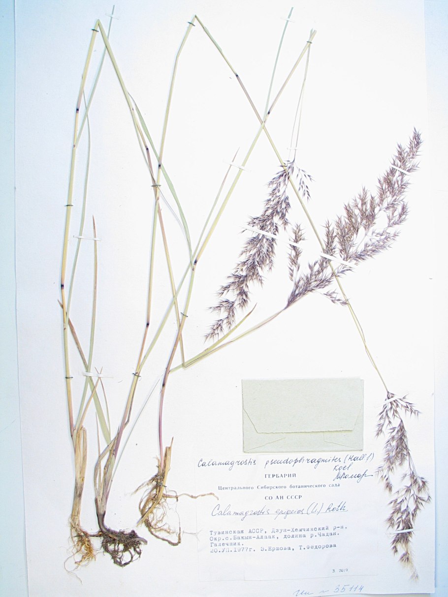 Луговой мятлик