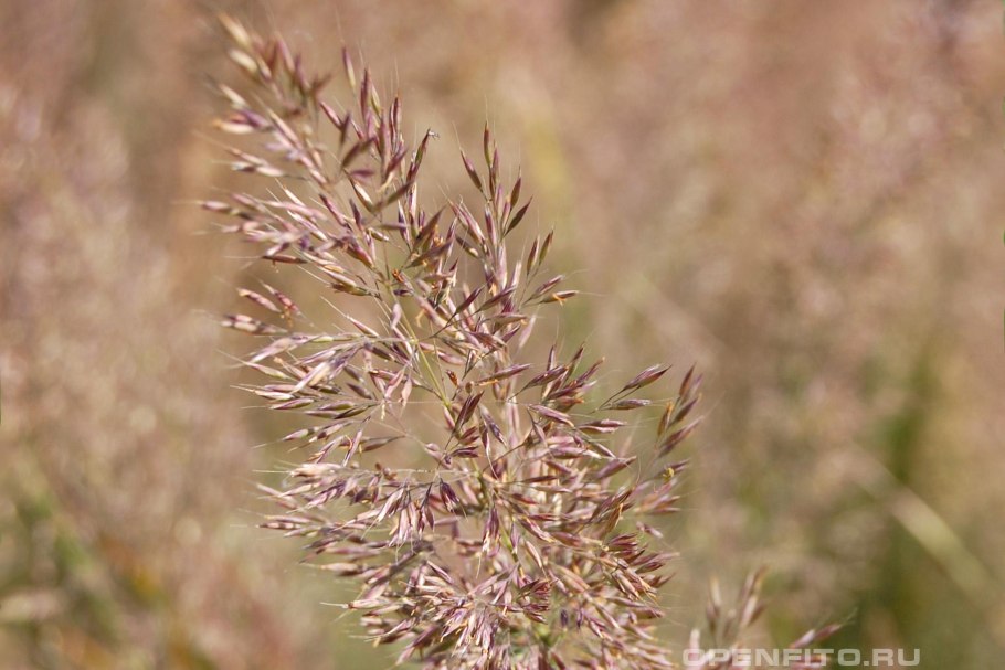 Вейник ланцетный