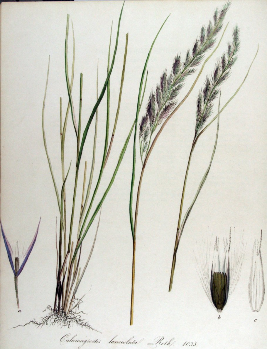 Calamagrostis canescens