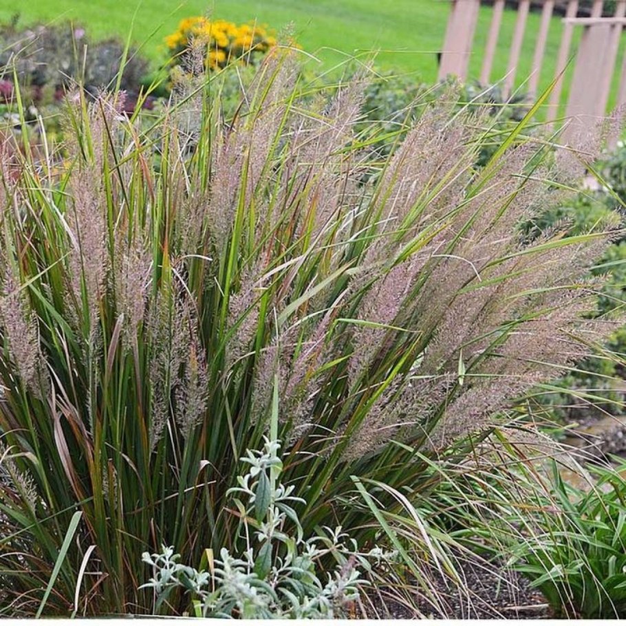 Пеннисетум moudry