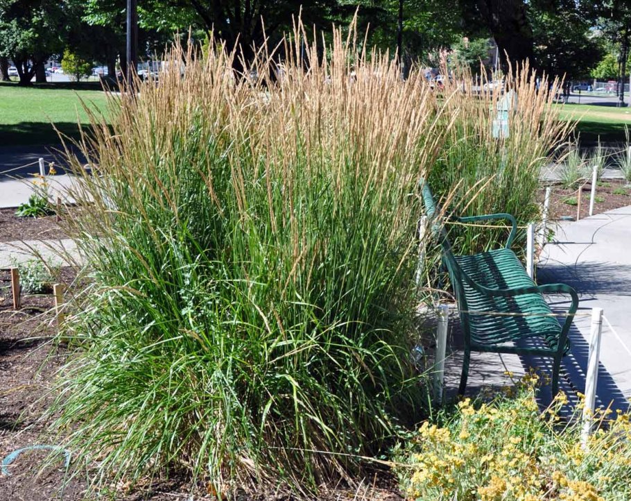 Вейник остроцветковый карл фоэстер