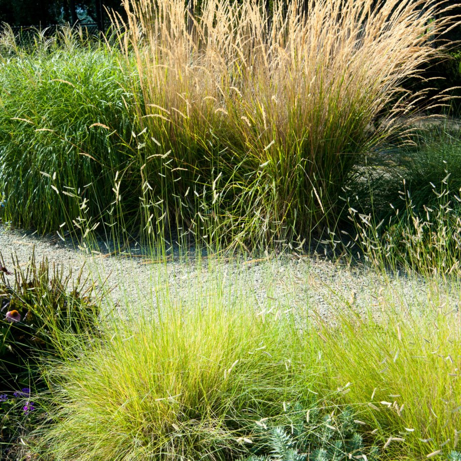 Вейник остроцветковый karl foerster