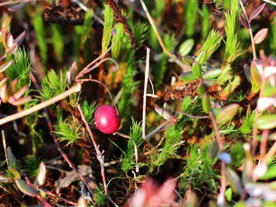 Земляника, брусника, клюква