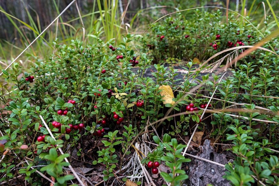 Клюква растёт в лесу