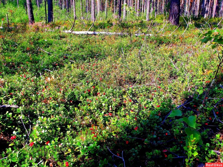Клюква Болотная Поляна