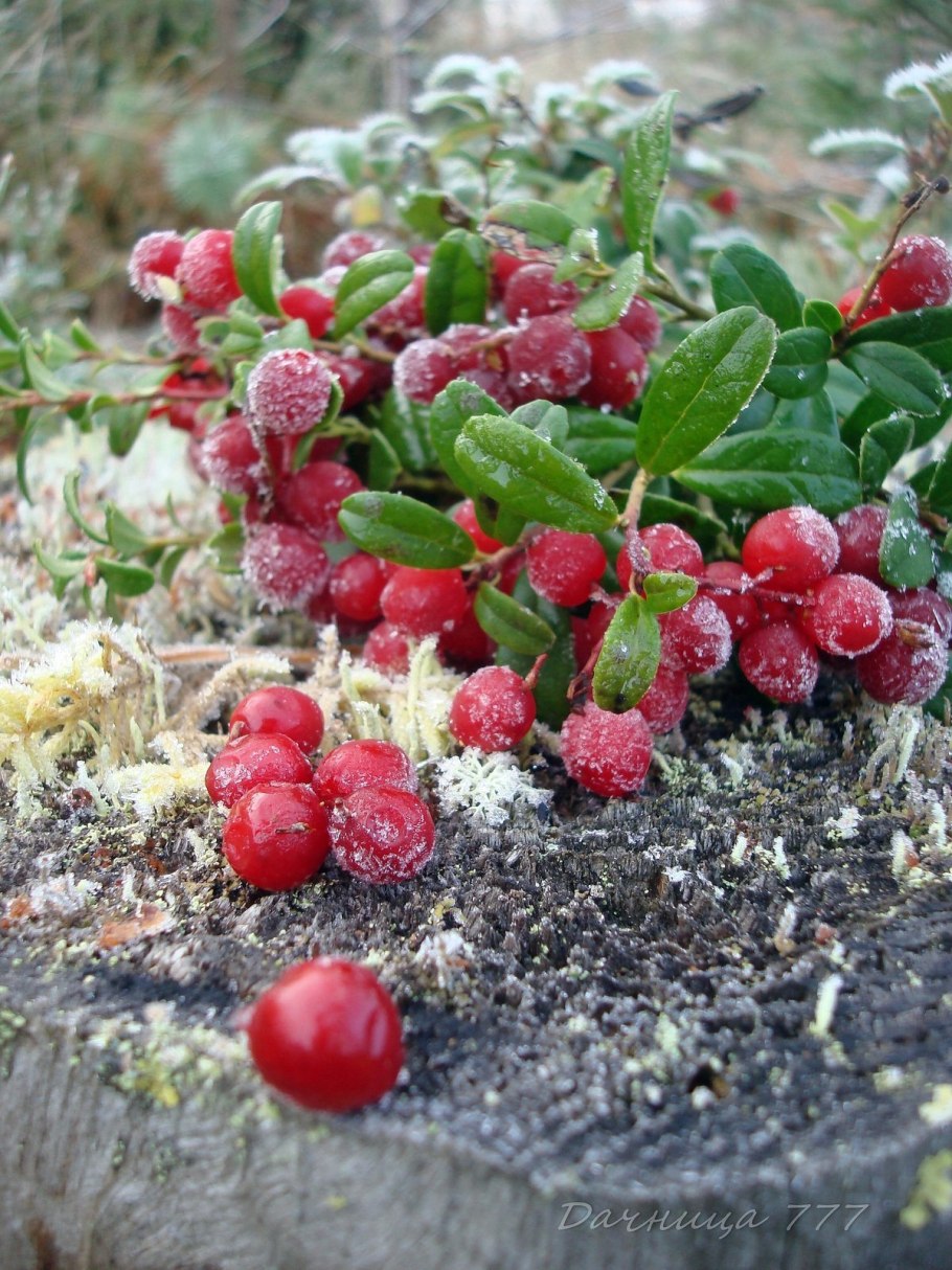 Брусника ягода