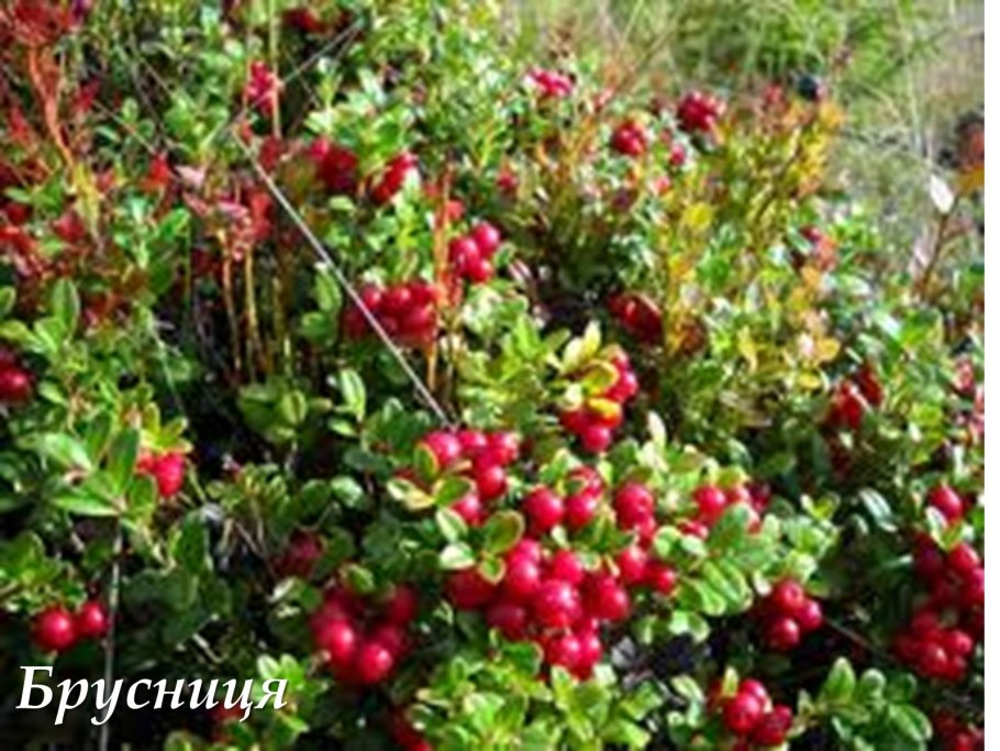 Сбор клюквы