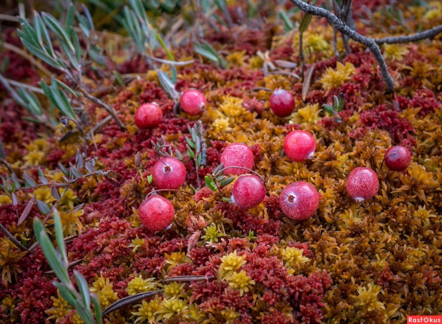 Черника и брусника