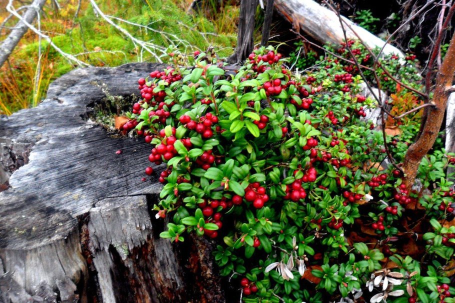Брусника в корзинке
