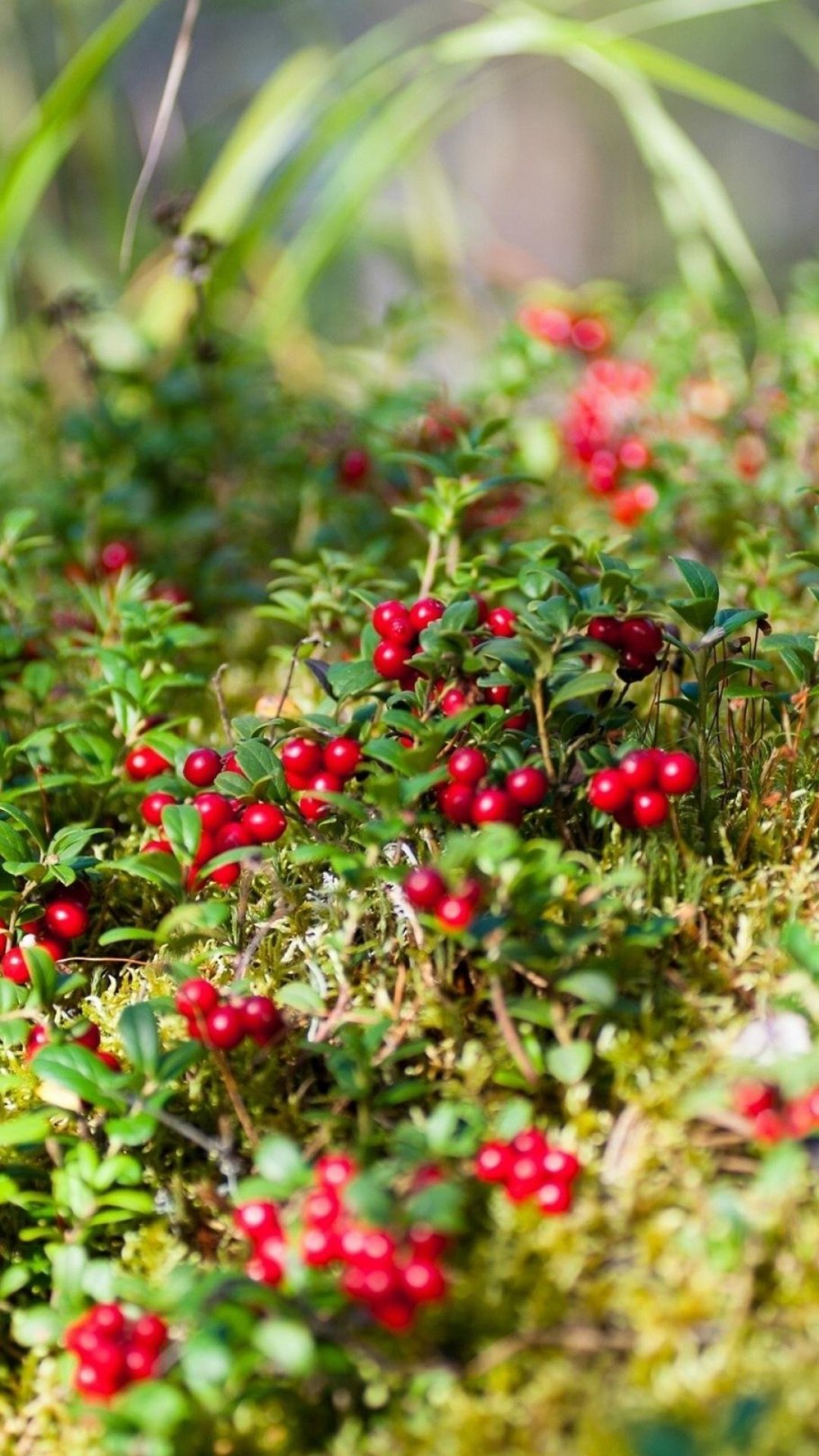 Как Настя нашла поляну с клюквой