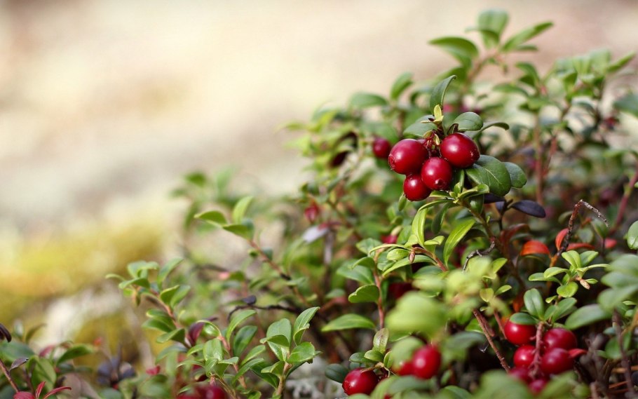 Брусника можжевельник Чуприна