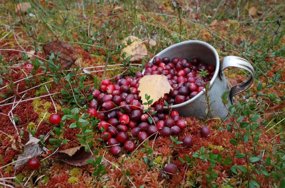 Полярная клюква
