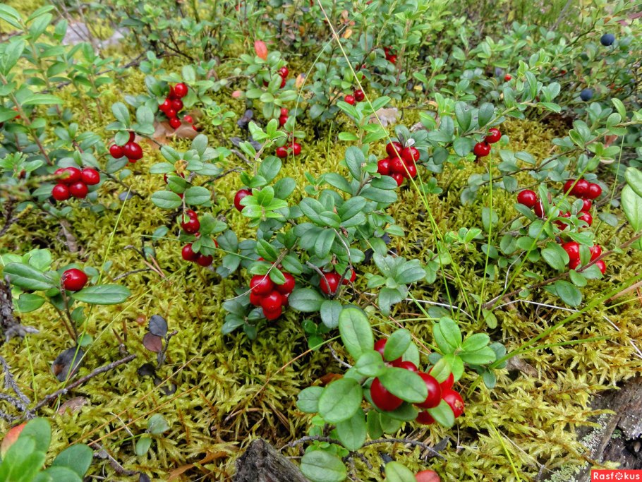 Сосняк брусничник