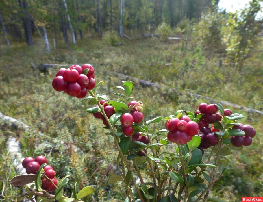 Брусника Якутская
