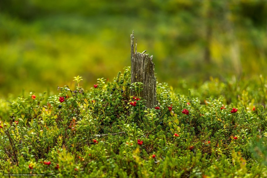 Мох и ягоды