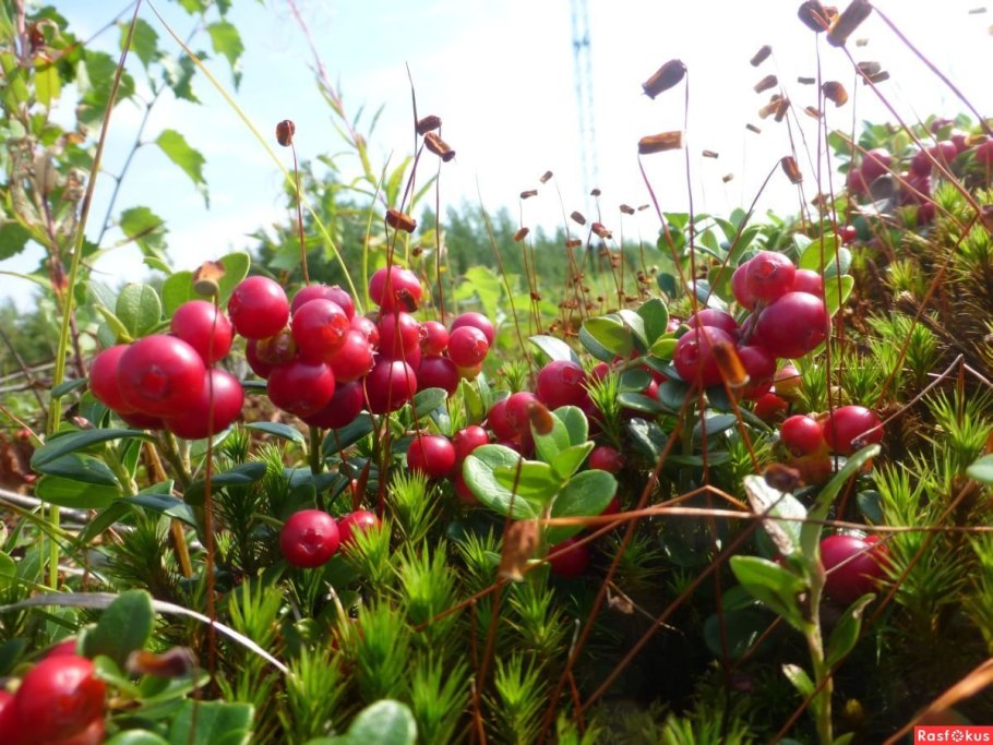 Брусничные подсемейств