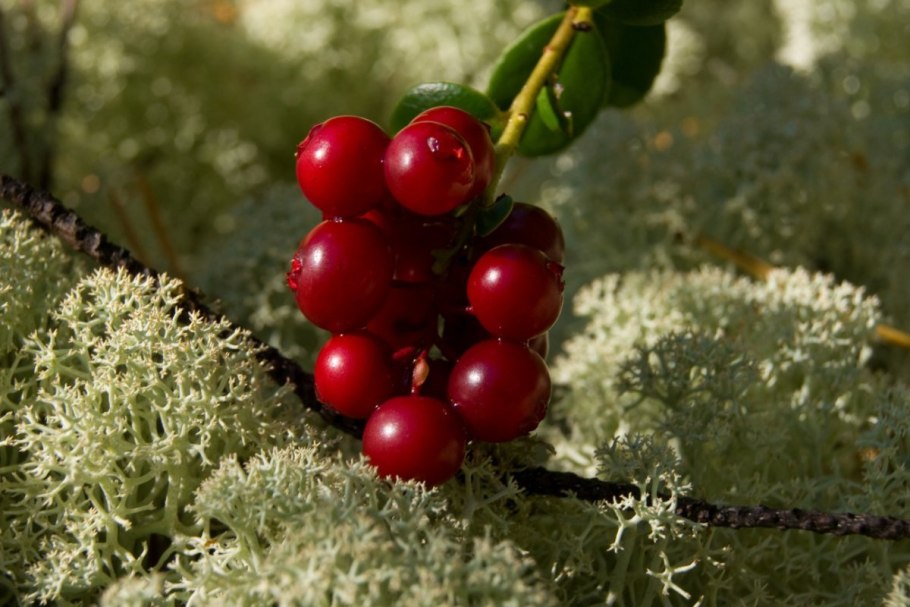 Зеленый брусничник