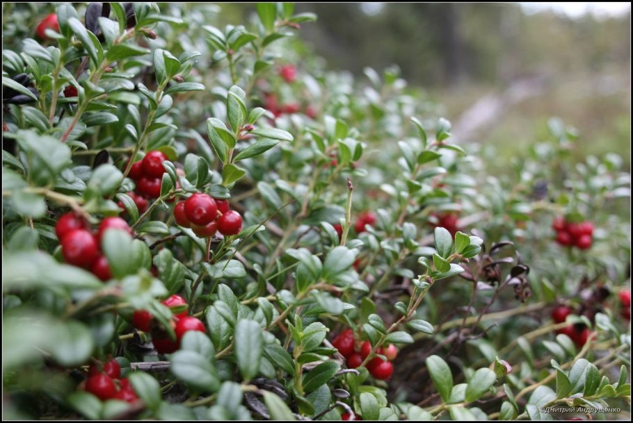 Клюква Болотная цветение