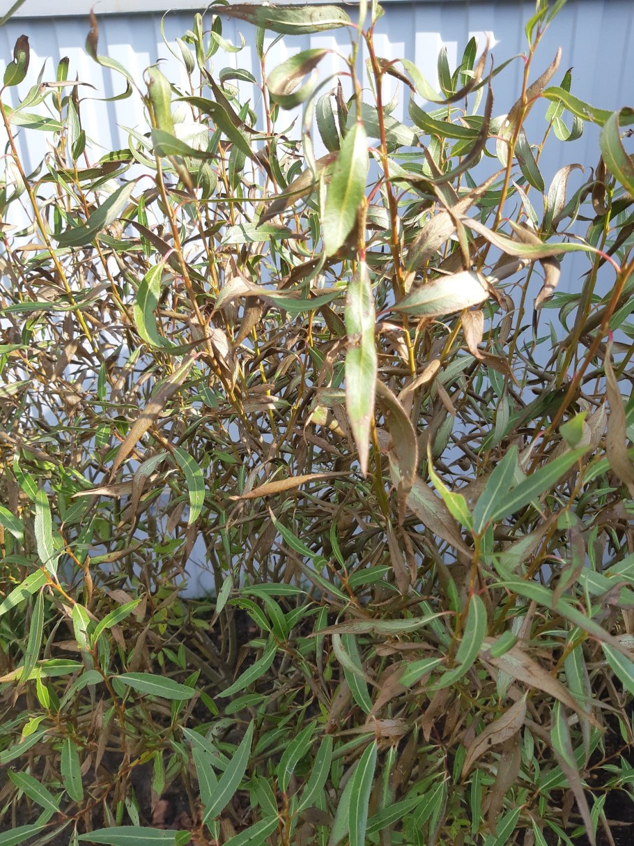 Ива Гмелина