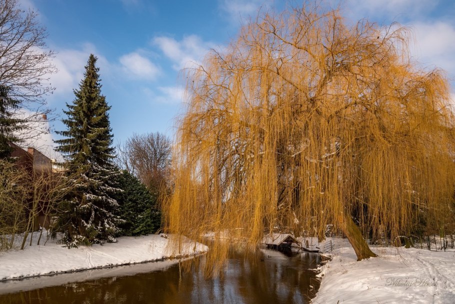 Ива плакучая водопад