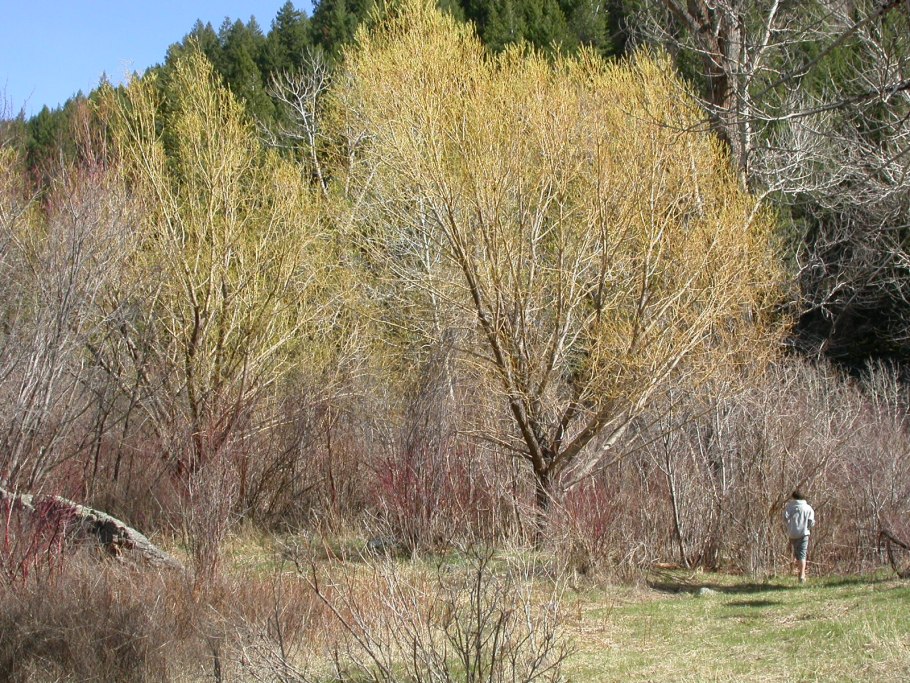Ива ломкая salix fragilis