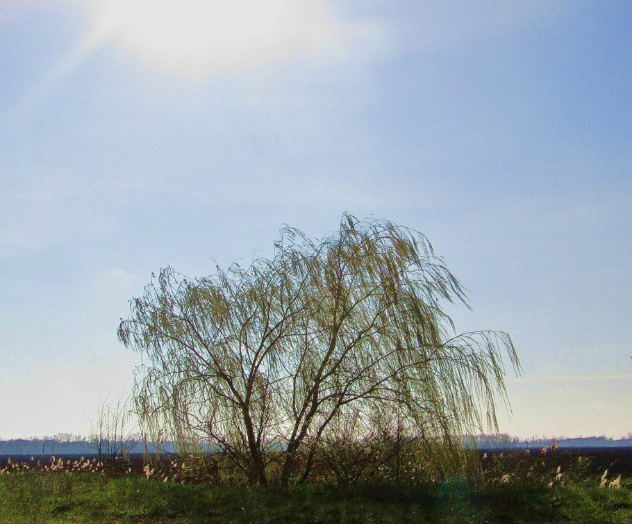 Плакучая ива дерево