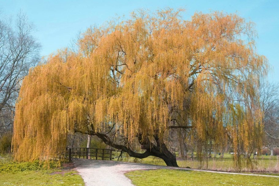 Weeping willow tree